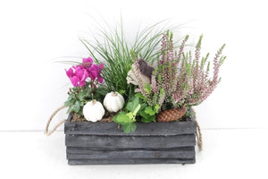 Outdoor Plant Arrangement in Dark Grey Wooden Trough – 31cm