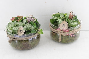 Mixed Plant Arrangement in Glass Bowl – 18cm