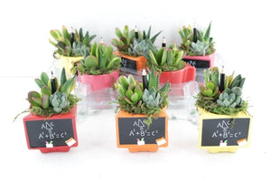 Decorative Blackboard Arrangement – 10cm Ceramic Pot