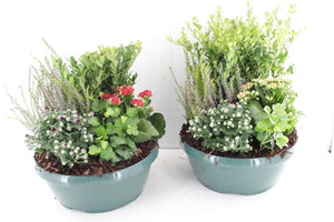 Outdoor Plant Arrangement – Classic 25cm Pot