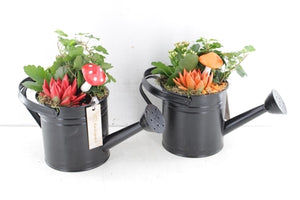 Indoor Plant Arrangement in Black Zinc Watering Can
