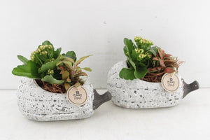 Grey Pumpkin Plant Arrangement – 23cm Ceramic Pot