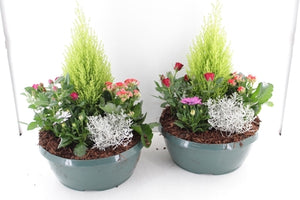 Outdoor Plant Arrangement – Classic 30cm Pot