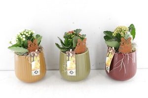 Mixed Plant Arrangement in Ceramic Pot – 12cm
