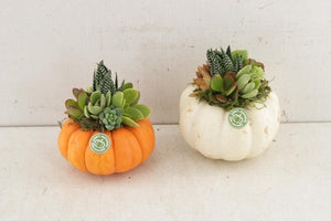 Mixed Decorative Pumpkin Arrangement – 10cm Pot