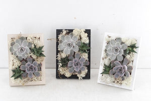 Rootless Succulent Photo Frame Arrangement – 12cm Pot