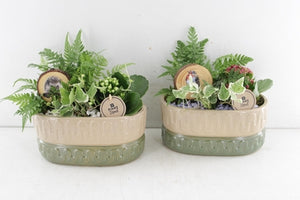 Mixed Plant Arrangement in Oval Ceramic Pot – 23cm