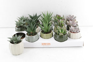Mixed Succulent Collection – 7cm Pots