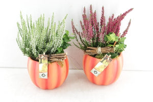 Outdoor Pumpkin Arrangement – 15cm Moss Pot