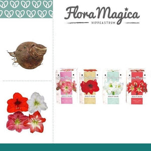 Amaryllis Bulb Gift Box – White Mixed Varieties