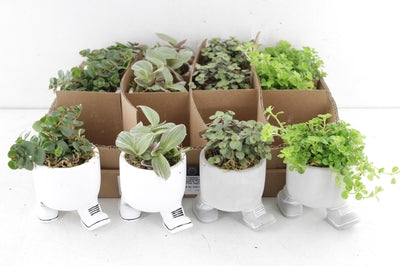 Mini Green Plant Arrangement in Ceramic Pot – 14cm