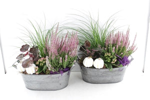 Outdoor Plant Arrangement in Grey Oval Zinc Pot – 25cm