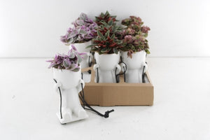 Lazy Swing Plant Arrangement – 14cm Ceramic Pot