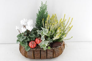 Outdoor Arrangement in Oval Wooden Planter – 32cm