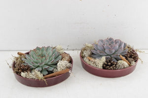 Burgundy Red Echeveria Arrangement – 20cm Ceramic Bowl