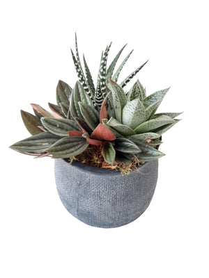 Anthurium Arrangement in Anthracite Ceramic Pot – 11cm