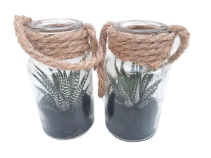 Haworthia Bottle Arrangement – 6cm Glass Pot