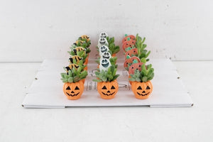 Spooky Pumpkin Plant Arrangement – 4cm Pot