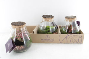 Halley Medium Glass Terrarium Arrangement – 16cm