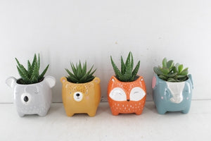 Animal-Patterned Succulent Mix – 14cm Pot