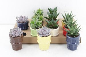 Ice Cream Colour Mix Succulent – 8cm Pot