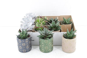 Succulent Plant Arrangement in Glass – 7cm Pot