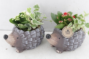 Red and White Indoor Plant Arrangement – 20cm Ceramic Pot