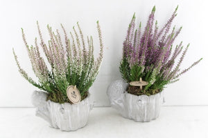 Outdoor Succulent and Bird Arrangement on Tree Trunk – 16cm Pot