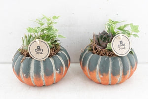Indoor Plant Arrangement in Ceramic Pumpkin Pot – 15cm