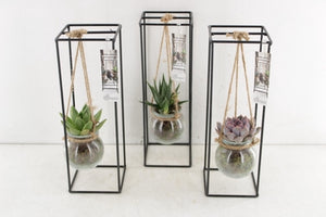 Black Metal Hanging Plant Arrangement – 11cm Pot