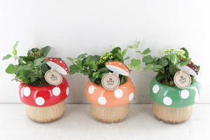 Indoor Mushroom Arrangement – 15cm Ceramic Pot
