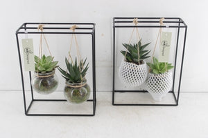 Black Metal Hanging Plant Arrangement – 20cm