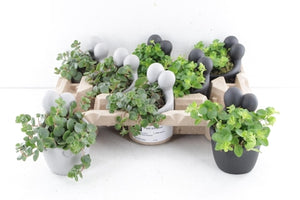 Embrace Ceramic Plant Arrangement – 14cm Pot