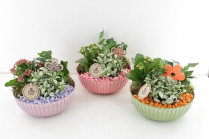 Indoor Plant Arrangement in Ribbed Bowl – 20cm