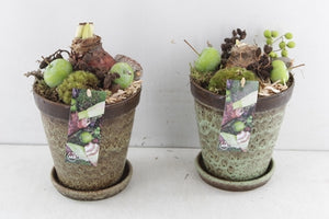 Amaryllis Arrangement in Ceramic Pot – 15cm