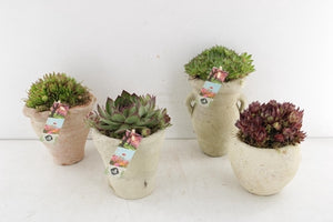 Mixed Plant Arrangement in Stone Pot – 11cm