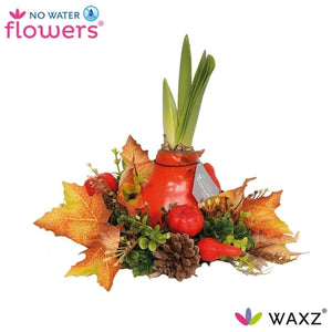 Waxed Amaryllis (Hippeastrum) – Autumn Wreath