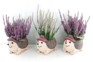 Outdoor Ceramic Hedgehog Heather Arrangement – 20cm Pot
