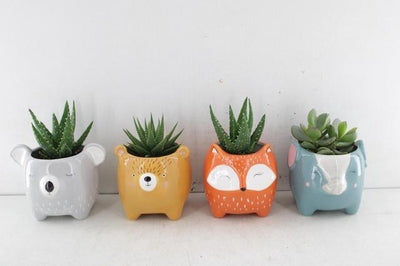 Animal Colour Mix Succulent – 14cm Pot