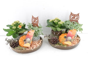 Autumn Plant Arrangement with Ceramic Tray – 20cm
