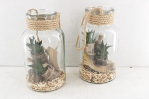 Haworthia Terrarium Arrangement – 14cm Glass Bottle