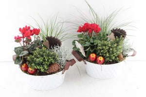 Outdoor Arrangement in White Zinc Planter – 25cm