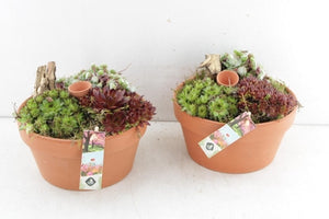 Small Succulent Arrangement in Terracotta Ceramic Bowl – 22cm