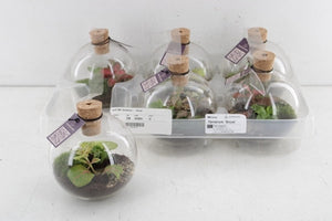 Orcus Terrarium Arrangement – 12cm Glass Pot