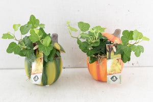 Pumpkin Mix Arrangement in Cement Pot – 7cm