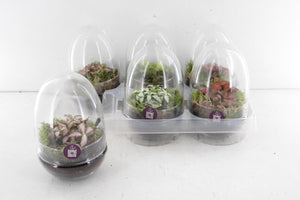 Small Fittonia Terrarium – 12cm Glass Pot