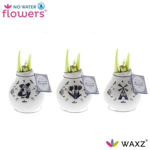 Craft Delft Blue Waxed Amaryllis (Hippeastrum)