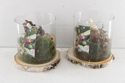 Amaryllis Arrangement in Glass Cylinder – 18cm