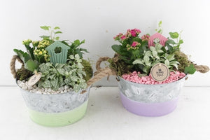 Butterfly Bowl Plant Arrangement – 22cm