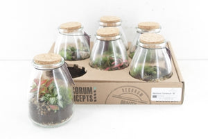 Io Terrarium Arrangement – 9cm Glass Pot